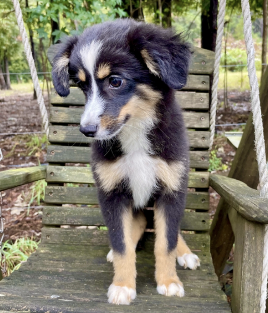 comprar cachorros sanos, baratos y asequibles para la venta